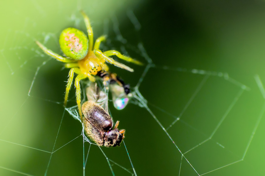 Krabbenspinne mit Beute