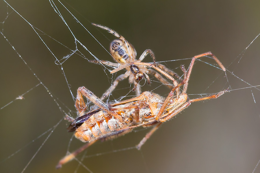 Spinne und Wanze