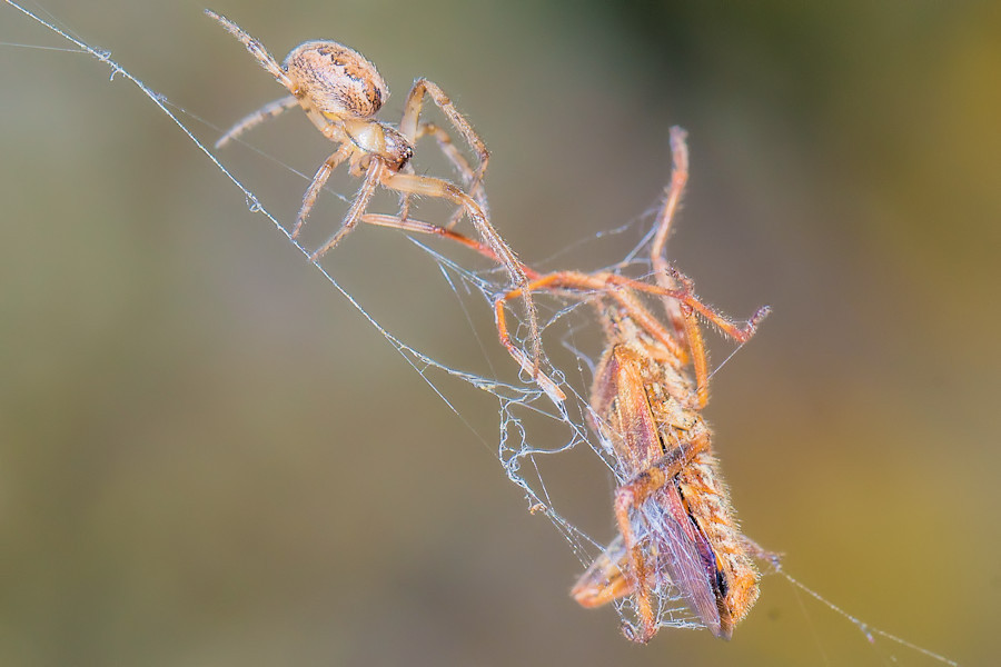Spinne und Wanze