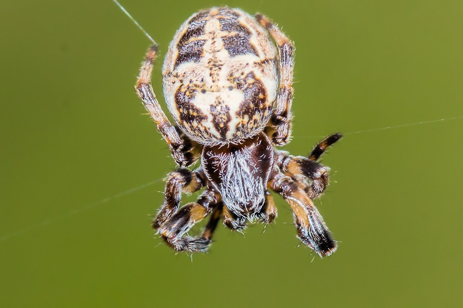 kleine Spinne