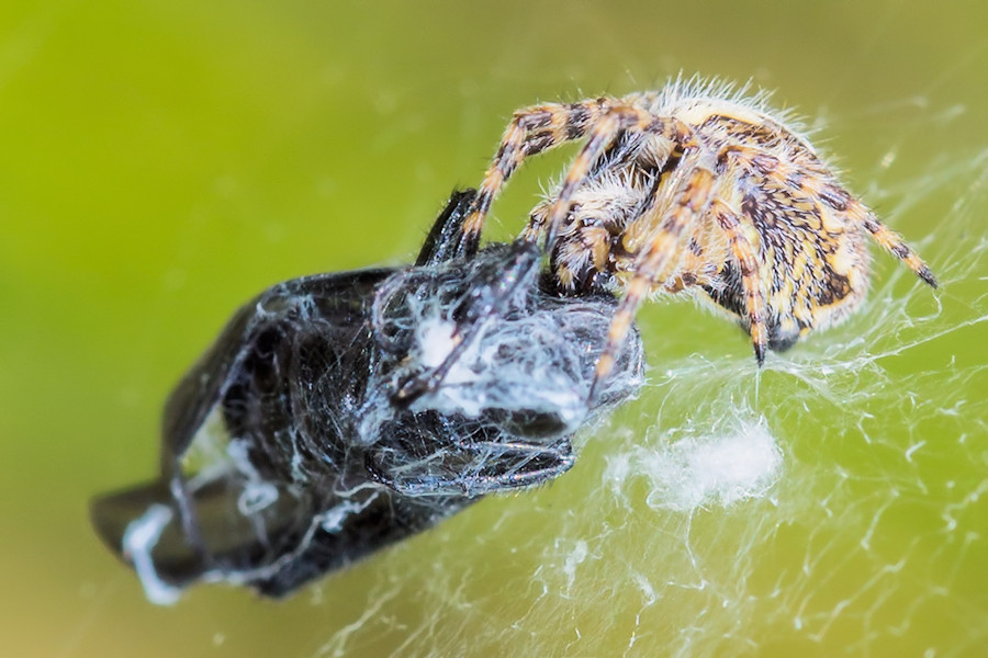 kleine Spinne mit Beute