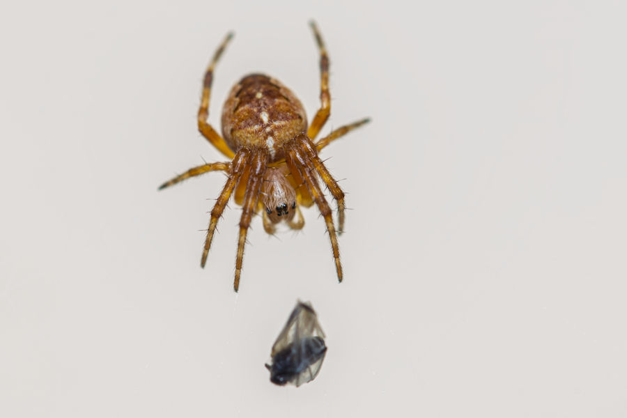 Kreuzspinne