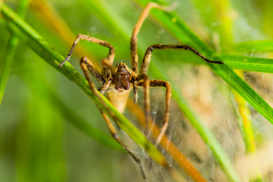 Listspinne