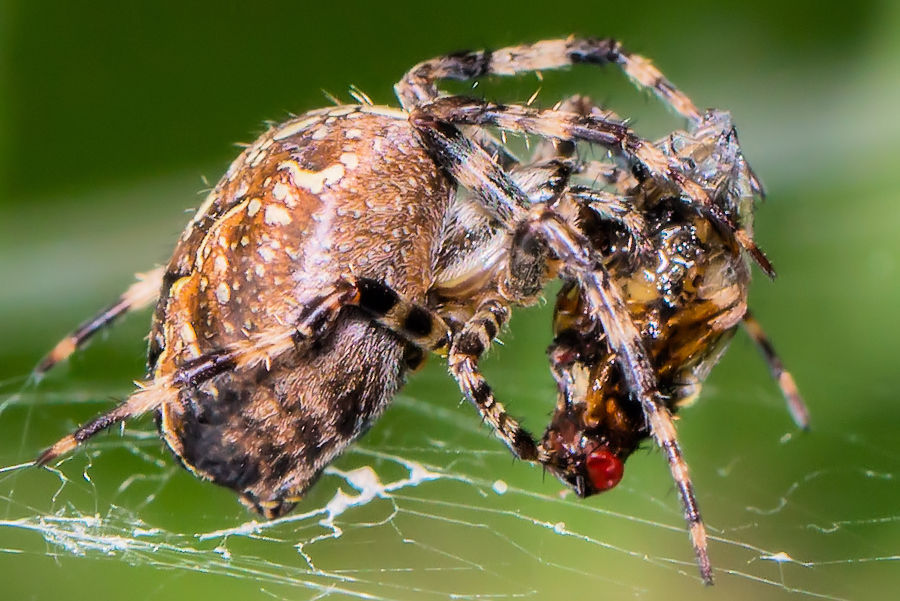 Spinne beim Mittagessen