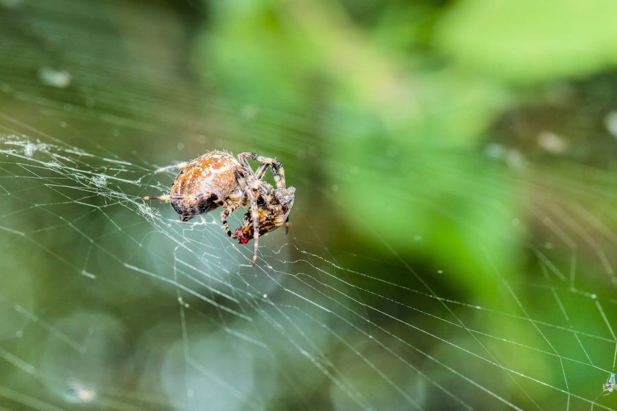 Spinne beim Mittagessen