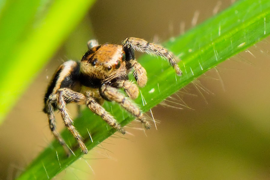 Springspinne
