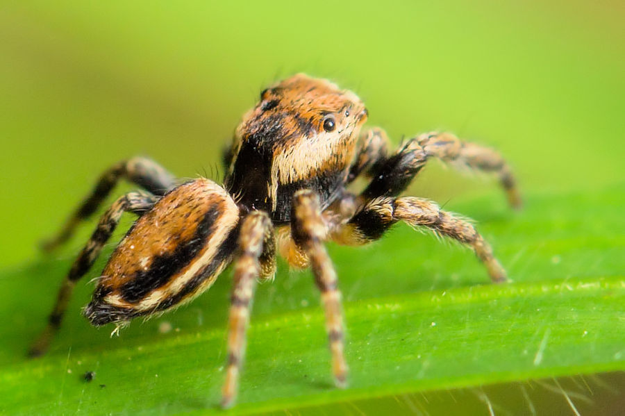 Springspinne