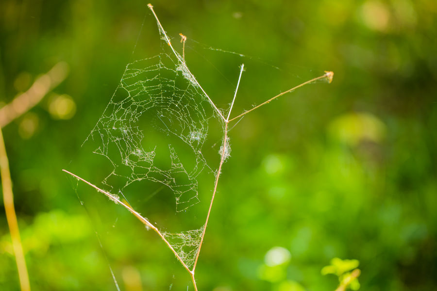 altes Spinnennetz