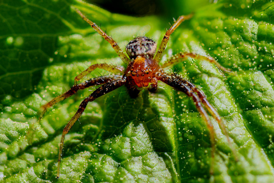 kleine Spinne