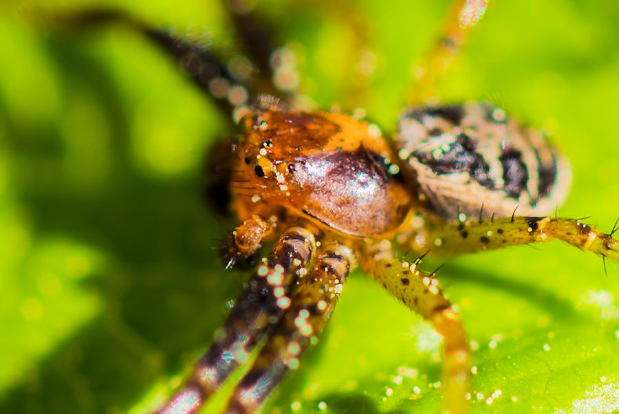 kleine Spinne