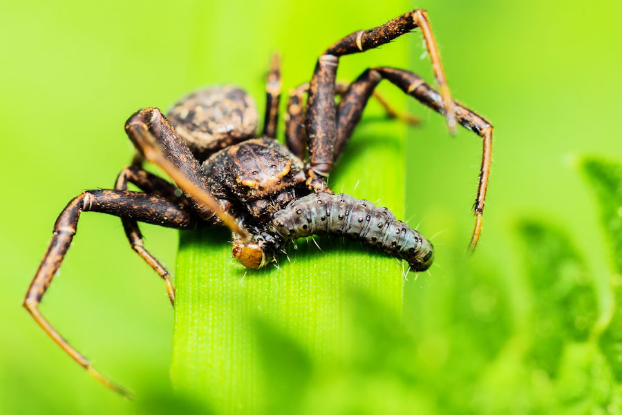 kleine Spinne isst eine Raupe zu Mittag