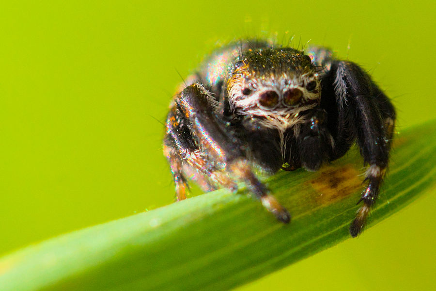 kleine Springspinne