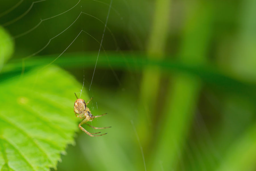 Kleine Spinne