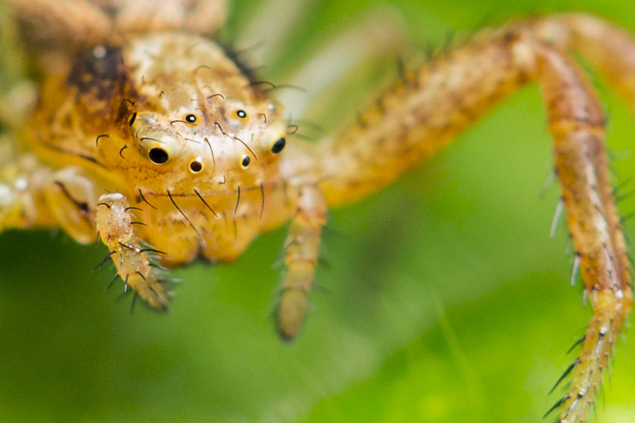 Krabbenspinne