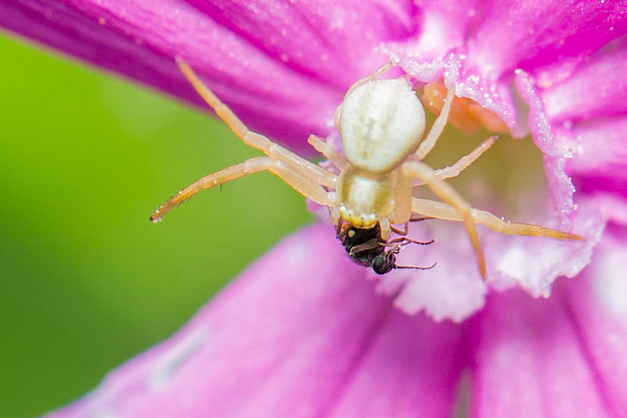 Krabbenspinne beim Essen