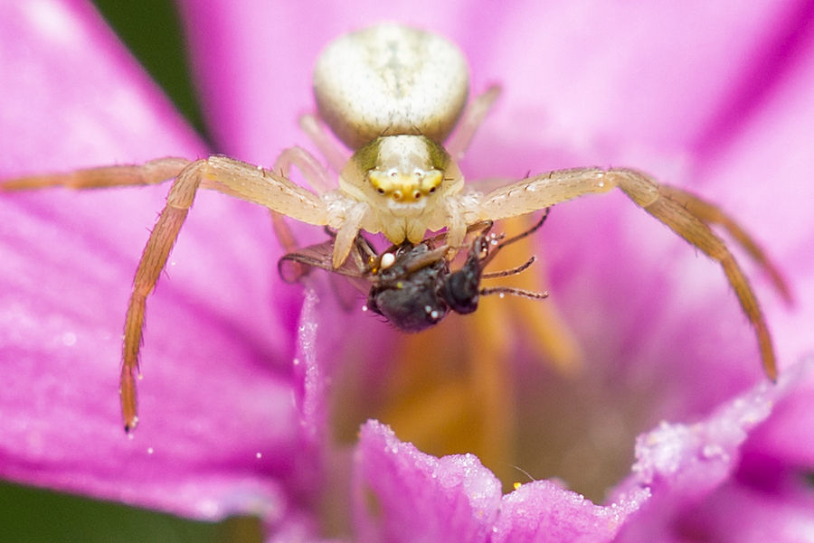 Krabbenspinne beim Essen