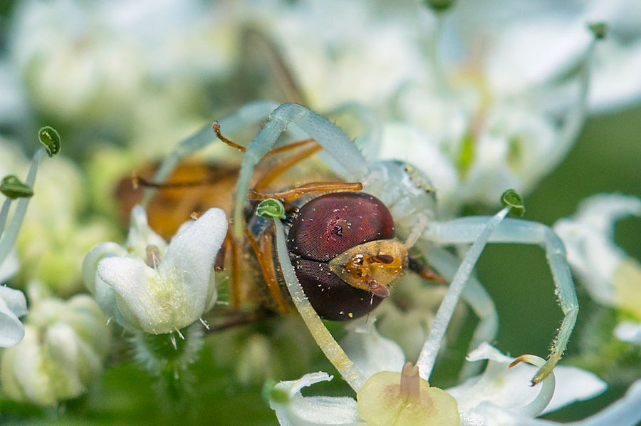 Krabbenspinne mit erbeuteter Schwebefliege