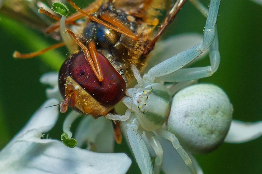 Krabbenspinne mit erbeuteter Schwebefliege