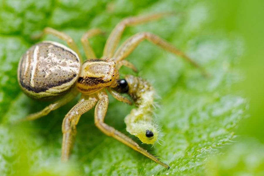 Krabbenspinne verspeist eine Raupe