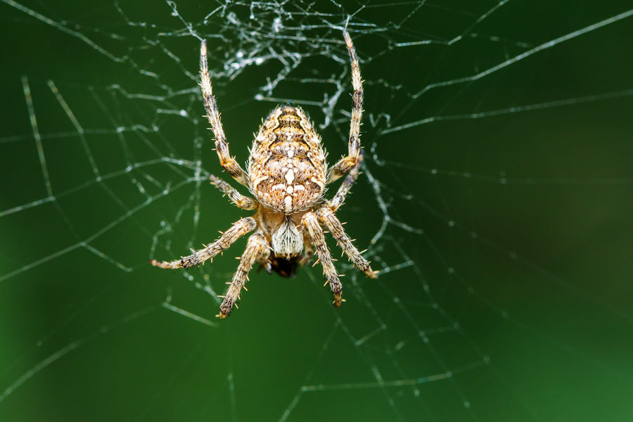 Kreuzspinne