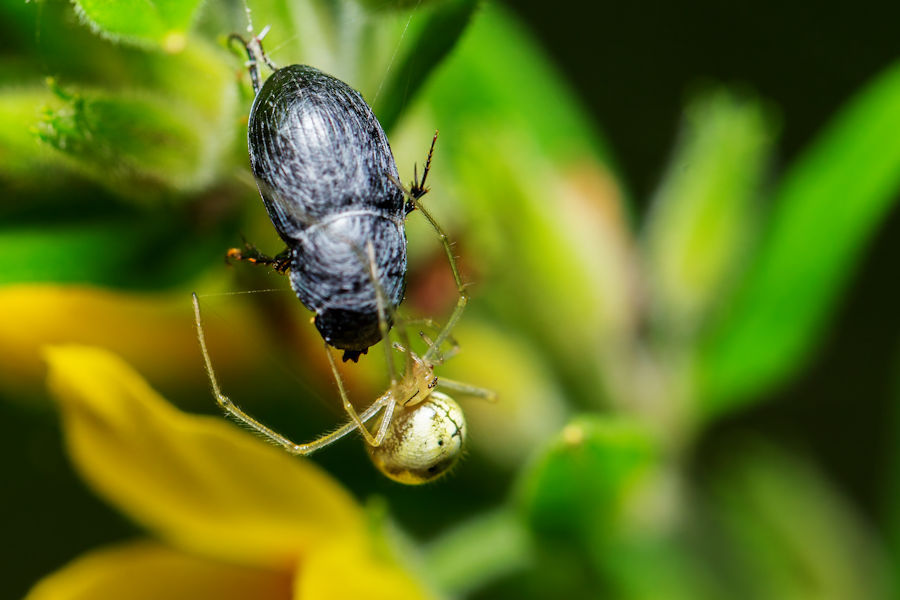 Kürbisspinne spinnt einen Käfer ein