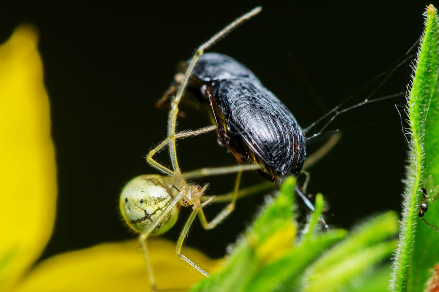 Kürbisspinne spinnte Käfer ein
