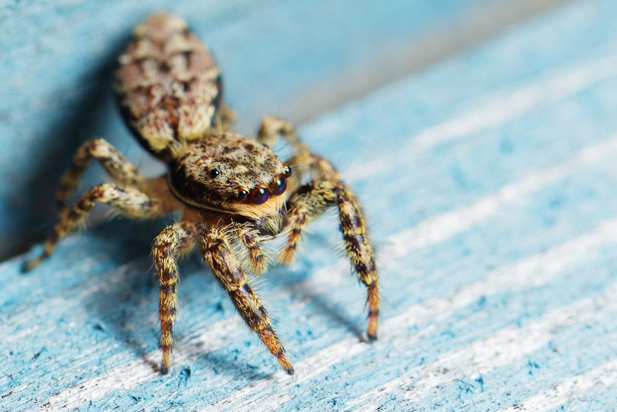 Rindenspringspinne