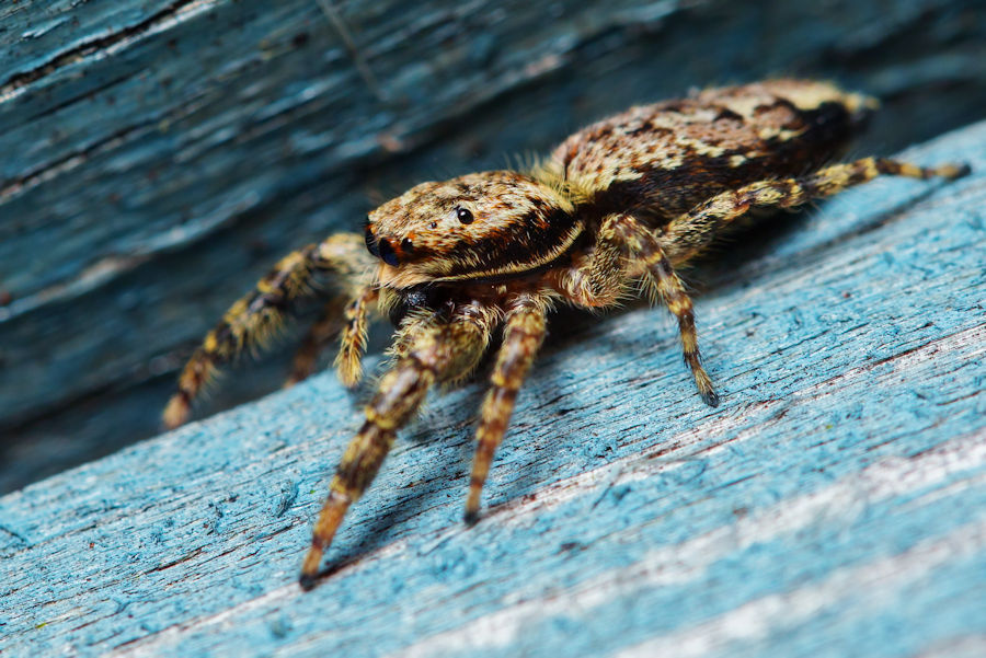 Rindenspringspinne