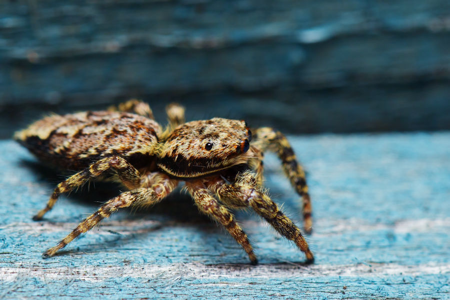 Rindenspringspinne