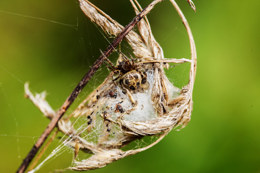 Spinne in ihrem Gespinnst
