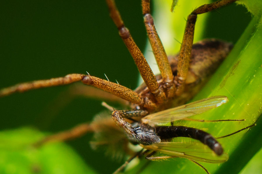 Spinne mit Beute