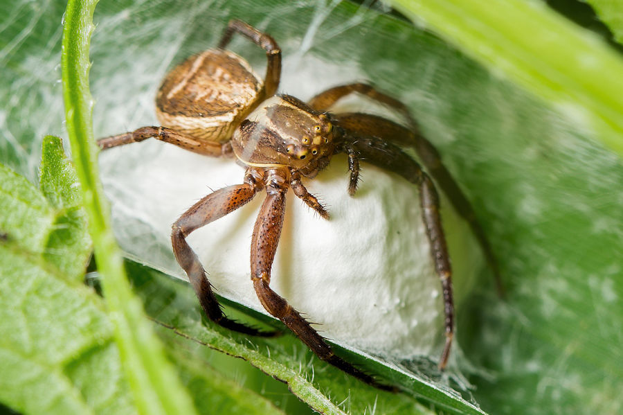 Spinne mit Kokon