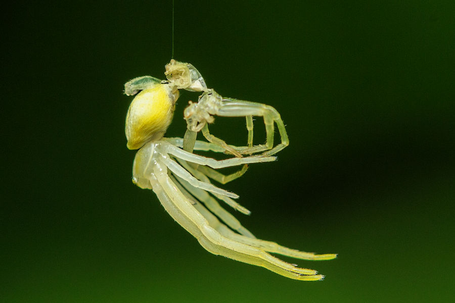 Spinne nach einer Häutung