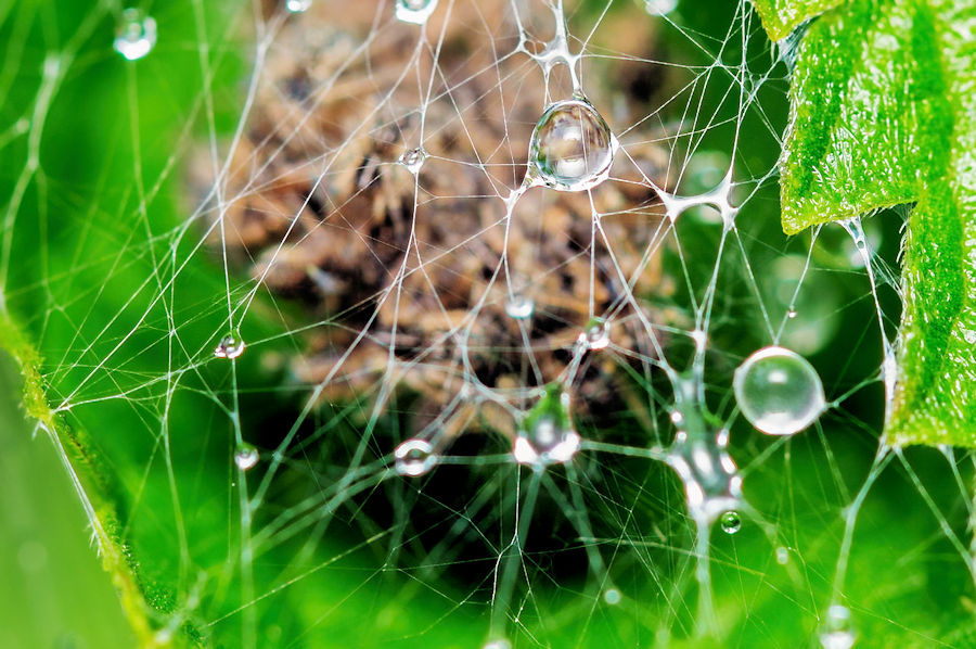 Spinnennetz mit Wassertropfen