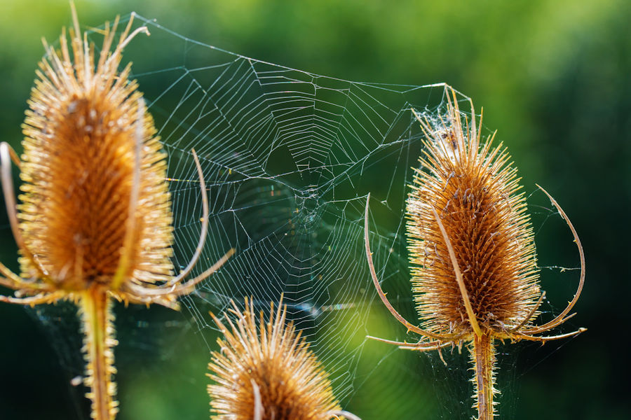 Spinnennetz zwischen Wilder Karde