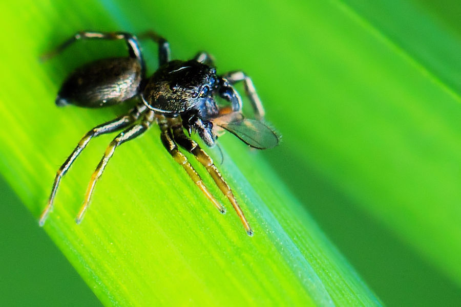 Springspinne mit Beute