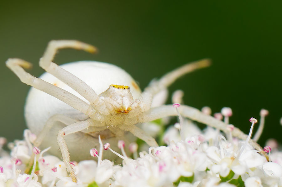 Veränderliche Krabbenspinne