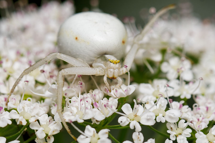 Veränderliche Krabbenspinne