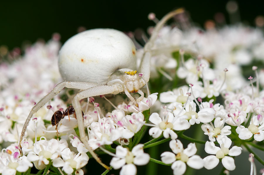 Veränderliche Krabbenspinne