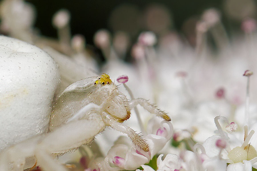 Veränderliche Krabbenspinne
