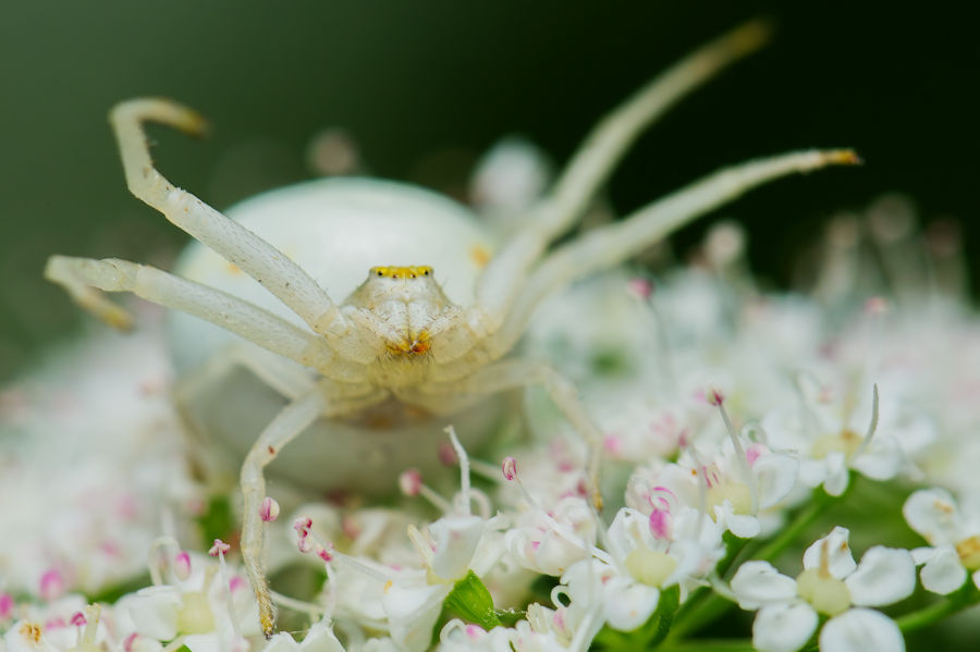 Veränderliche Krabbenspinne