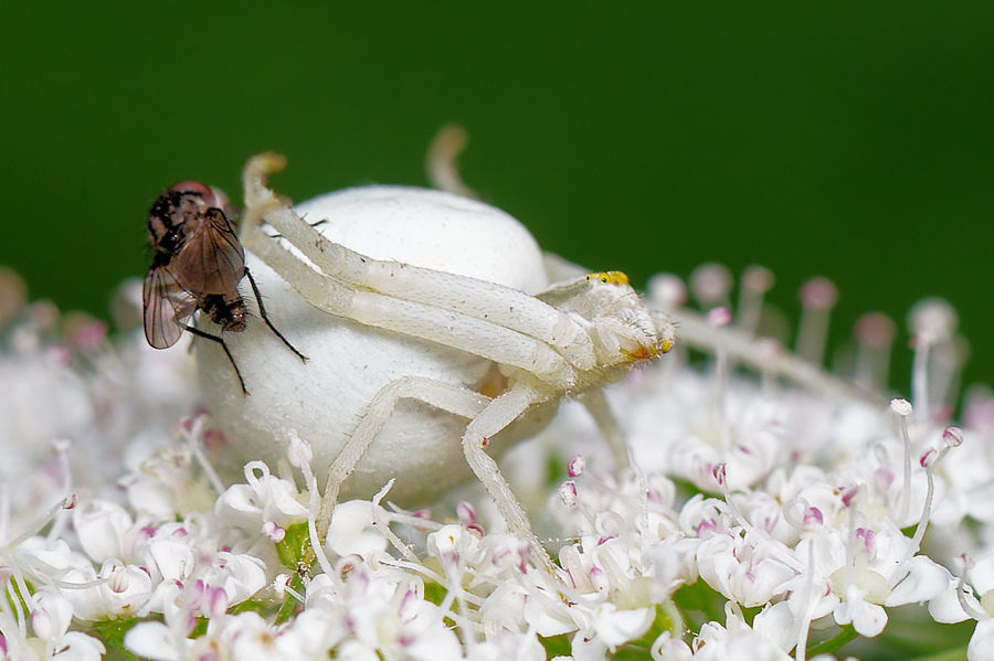 Veränderliche Krabbenspinne mit einer Fliege auf dem Hinterleib