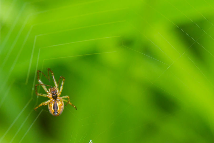 kleine Spinne spinnt ihr Netz