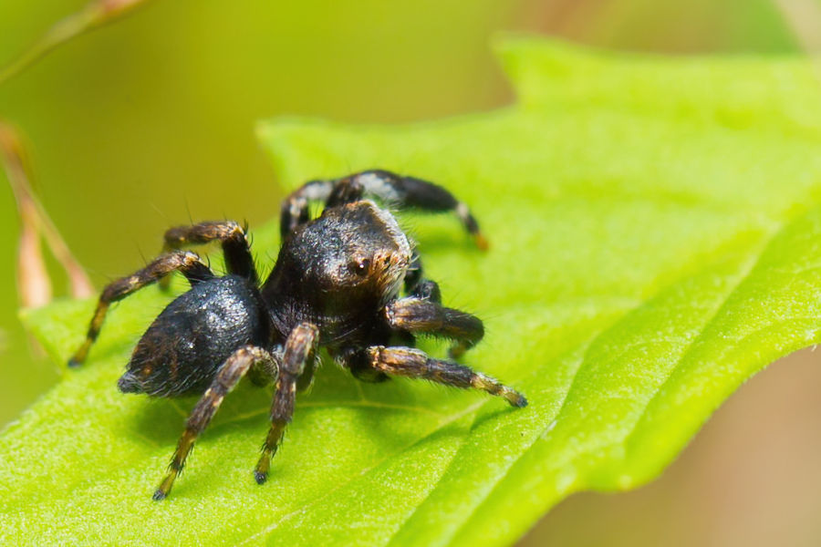 kleine Springspinne