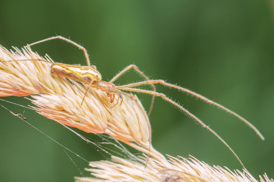 Gemeine Streckerspinne