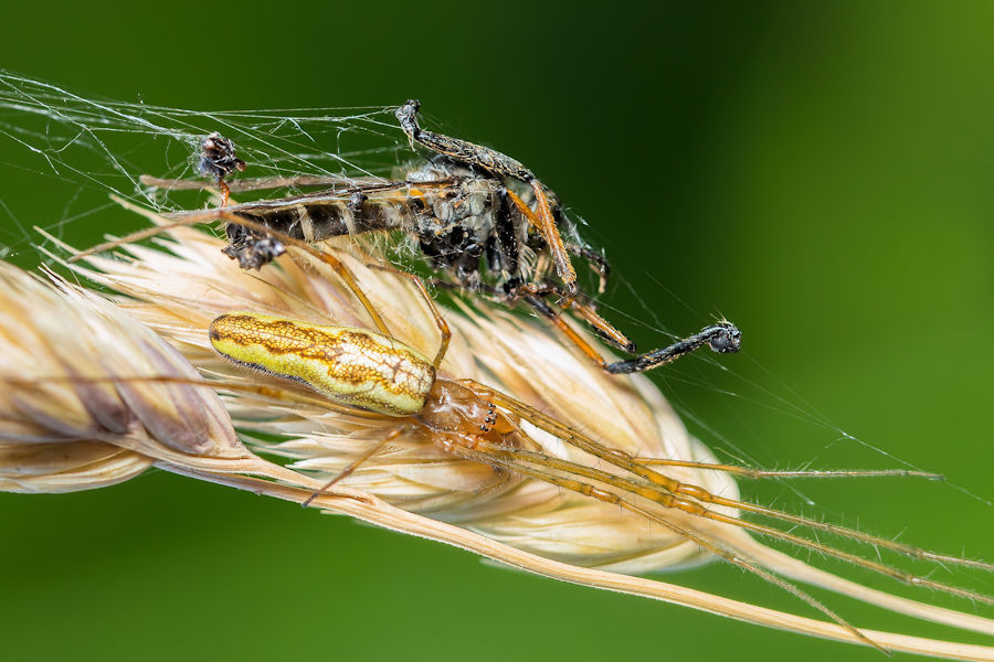 Gemeine Streckerspinne mit erbeuteter Fliege