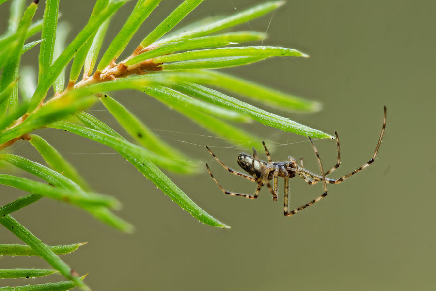Kleine Spinne