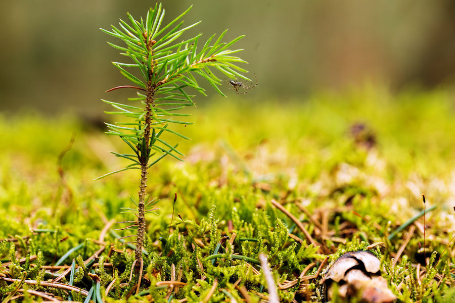 Kleine Spinne im Wald