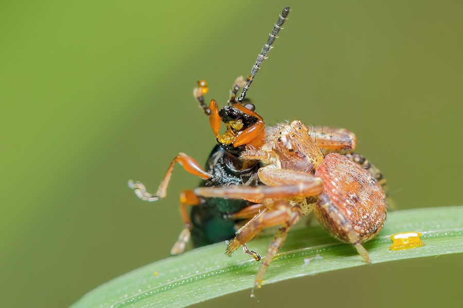 Kleine Spinne mit erbeutetem Käfer