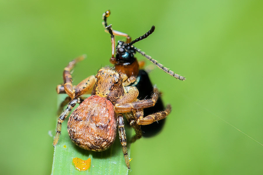 Kleine Spinne mit erbeutetem Käfer